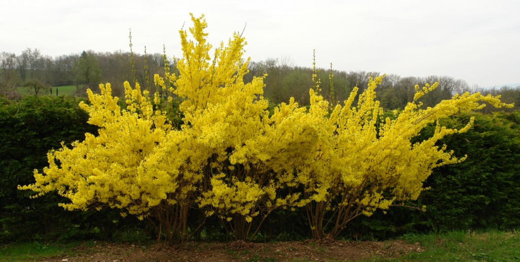 Forsythia-1024x516.jpg