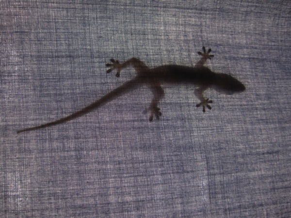 Gecko