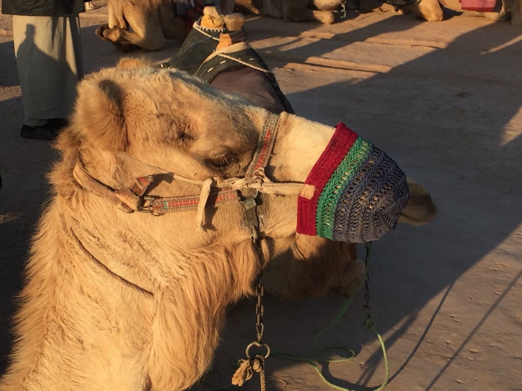 CampCamels8